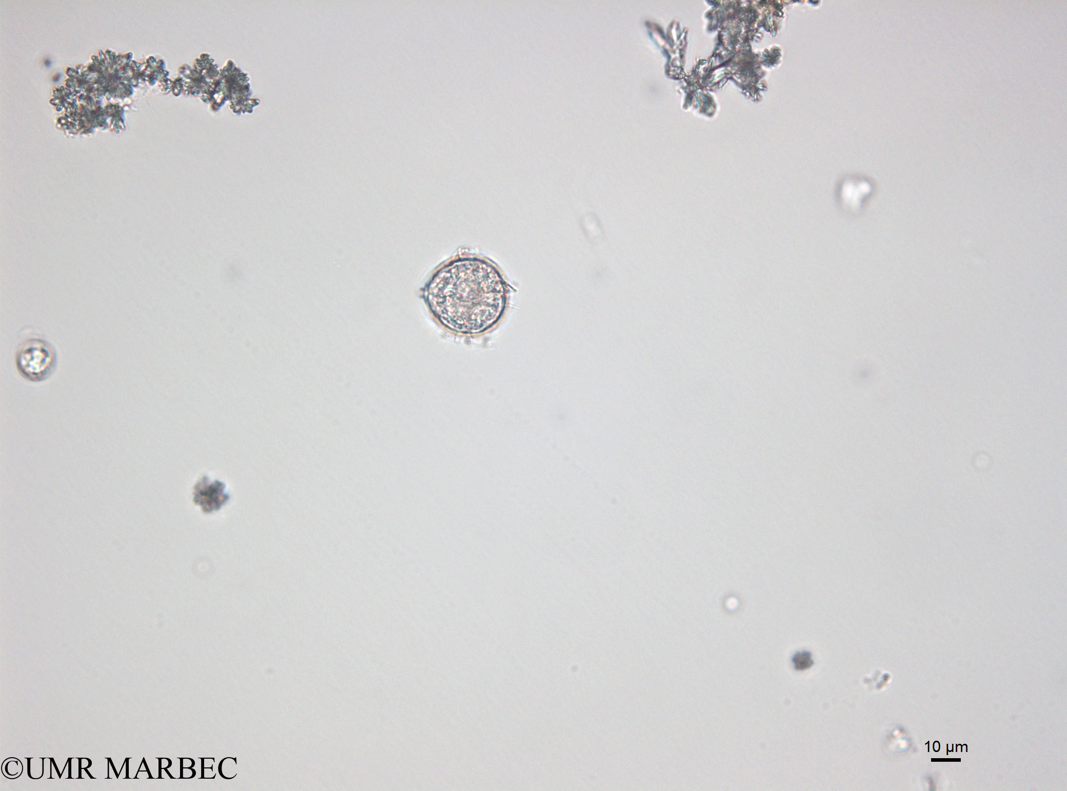 phyto/Bizerte/bizerte_bay/RISCO April 2014/Protoperidinium pellucidum (old Proto sp19-141218_001_ovl-7)(copy).jpg